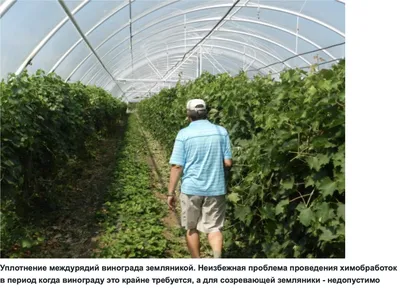 В Туймазах садовод выращивает виноград под пленкой