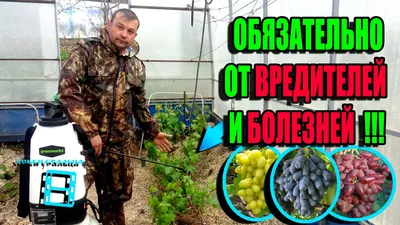 Виноградарь Ольга Худякова (@vinograd_blog) • Instagram photos and videos