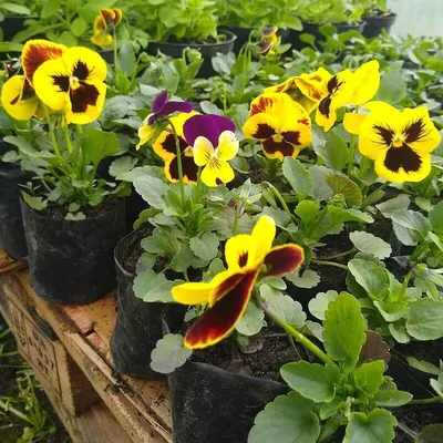 Купить Виола (Viola) Р8 - Садовый центр «Любимый сад»