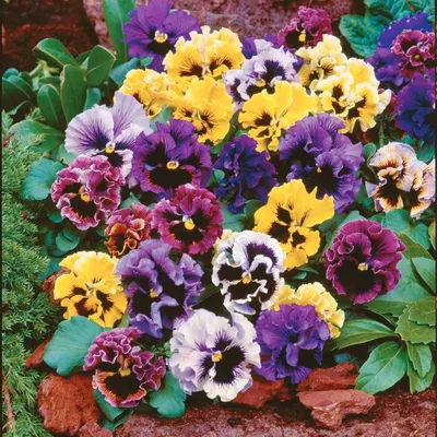 Виола (Viola)