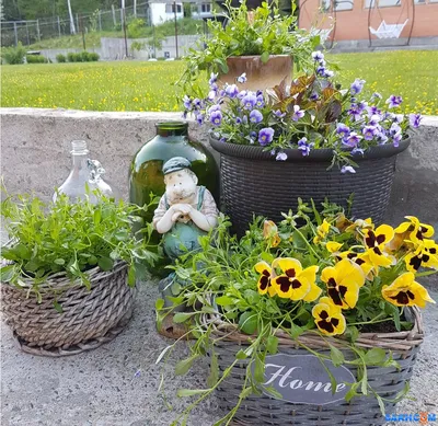 Виола рогатая \"Viola cornuta\" купить по цене цена по запросу от питомника  саженцев и растений Центросад | Фото и консультация по уходу