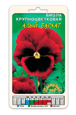 Съедобная виола — как приготовить и с чем съесть анютины глазки? Рецепты,  польза, особенности выращивания. Фото — Ботаничка