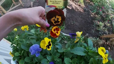 Цветы виола: посадка и уход в открытом грунте, виды и сорта с фото