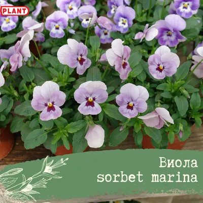 Каталог Виола Кул Вэйф Черничный вихрь ампельная, 5шт, Сады России от  магазина АСЯ