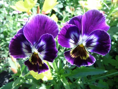 Весенние Цветы Viola Сад Летом Солнце Примула — стоковые фотографии и  другие картинки Анютины глазки - Анютины глазки, Весна, Горизонтальный -  iStock