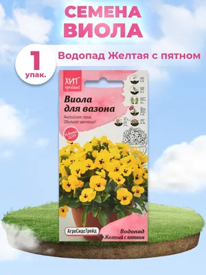 Виола в саду на даче (70 фото) » НА ДАЧЕ ФОТО