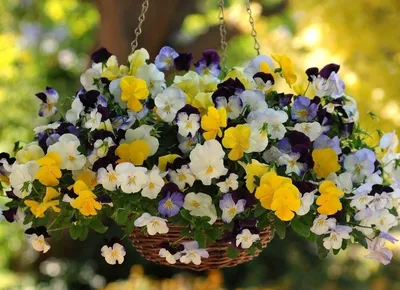 🌺Виола взошла. Отвечаю на вопросы. Грунт для виолы, хорошая всхожесть  (Анютины глазки)🌺 - YouTube
