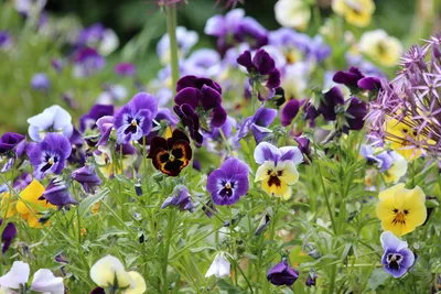 Семена фиалок Viola 20 Incisa — купить по низкой цене на Яндекс Маркете
