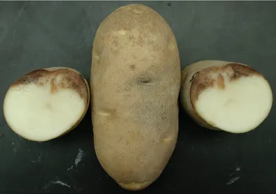 Обыкновенная парша картофеля – болезни растений