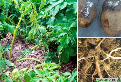 Фитофтороз картофеля: описание, симптомы и методы борьбы с болезнью| |  Bayer Crop Science Беларусь