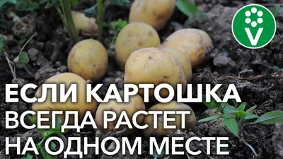 Чем болеет картофель: определяем по урожаю | На грядке (Огород.ru)