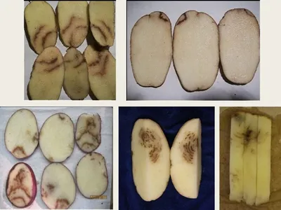 Чёрная ножка картофеля. Лабораторная диагностика
