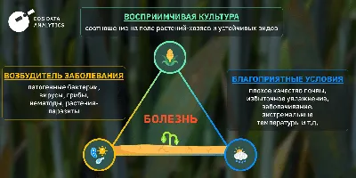 Potato Mop Top Virus (PMTV) и мучнистая парша – симптомы и диагностика –  Новости картофеля