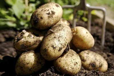 Ржавость клубней картофеля – ЭТК Меристемные культуры