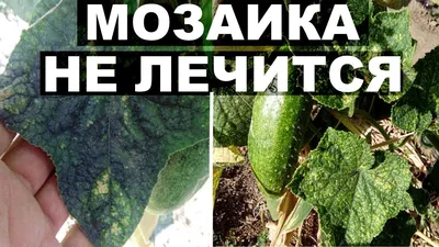 Болезни огурцов . Вирус мозаики огурца или зеленая мозаика огурцов - YouTube