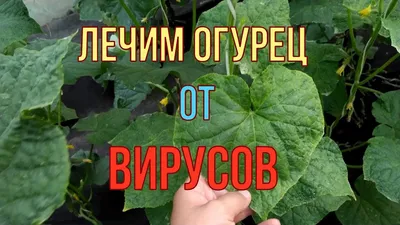 Болезни и вредители огурцов: описание, фото листьев, лечение, способы борьбы