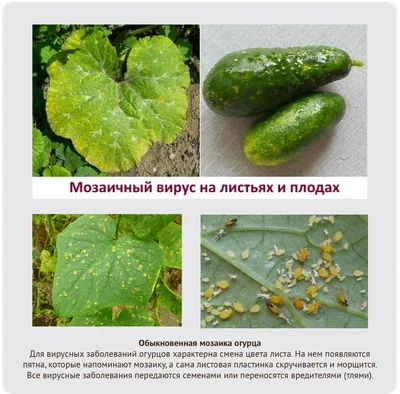 Зелёная крапчатая мозаика ВЗКМО