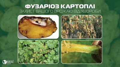 Болезни картофеля при хранении