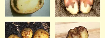 Система защиты картофеля
