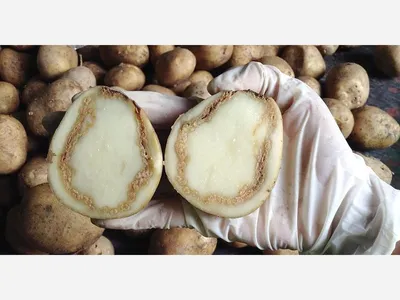 Вирусные болезни картофеля