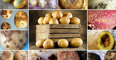 Диагностика вирусов картофеля, возбудители болезней картофеля. ИЦ  Фитоинженерия