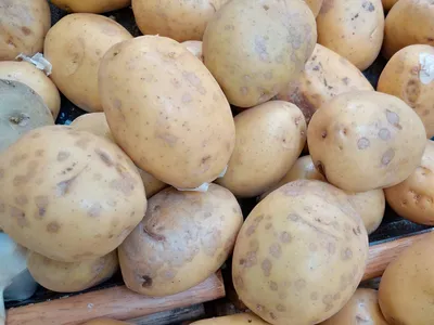 Система защиты картофеля | ADAMA Belarus