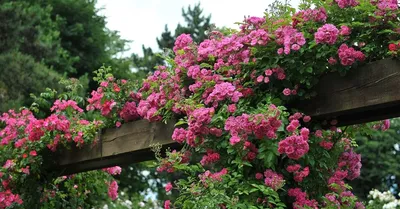Самые красивые многолетние вьющиеся растения для дачи: фото и названия 🌸 |  Школа садовода | Дзен
