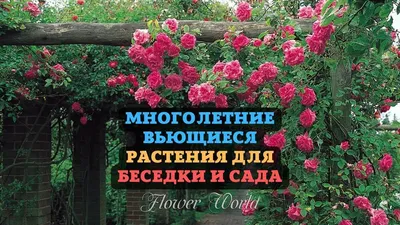 Какие вьющиеся растения использовать для озеленения забора
