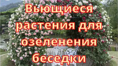 10 растений для круглогодичных контейнеров! - «Блог Флориум.юа»