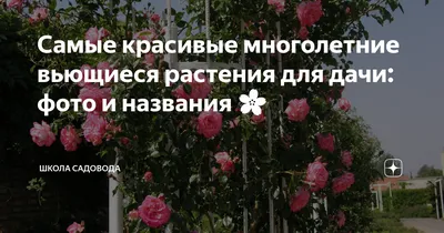 Как сделать зеленую изгородь: быстрорастущие вьющиеся растения для забора -  Рамблер/новости