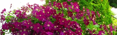 Самые красивые многолетние вьющиеся растения для дачи: фото и названия 🌸 |  Школа садовода | Дзен