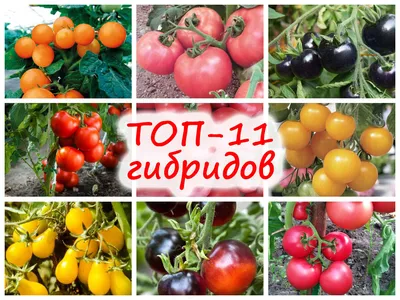 Томат Феня F1/Cем Алт/цп 10 шт. НОВИНКА!