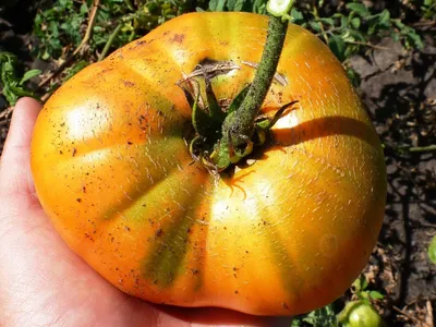 ТОП-11 высокорослых и низкорослых вкуснейших гололандских гибридов помидоров!  | Флористикс Инфо | Дзен