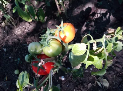Крупноплодные томаты коллекции Д.Гусева и др.частных коллекций - mydobro  seeds