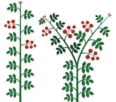 Помидор черри, желтый - Lycopersicon esculentum - семена – Garden Seeds  Market | Бесплатная доставка