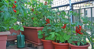 оранжевые - mydobro seeds