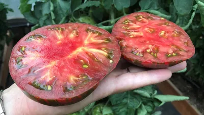 Купить Решетчатая сетка для садовых растений, сверхпрочная опора для  вьющихся растений из полиэстера, садовая сетка, принадлежности для посадки  | Joom