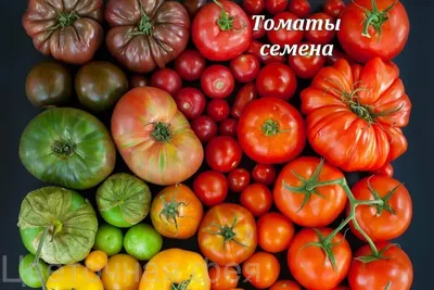 Томат Запуняка/Сем Алт/цп 0,05 гр. НОВИНКА!