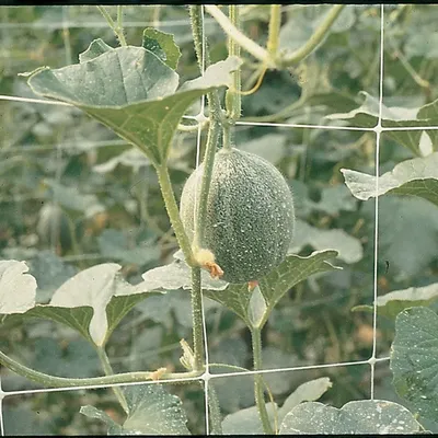 Как ухаживать за розами в саду осенью - GreenCorridor