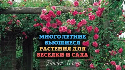 Вьющиеся растения для сада : яркое украшение усадьбы - Ваш Дом -  медиаплатформа МирТесен | Вьющиеся розы, Идеи для садового дизайна, Идеи  посадки растений