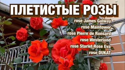 СОЗДАЁМ САД СВОИМИ РУКАМИ. ПЛЕТИСТЫЕ РОЗЫ В ДИЗАЙНЕ САДА. | МОЙ САД У ДОМА  | Дзен
