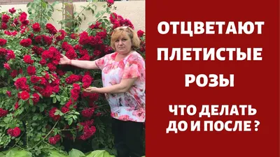 Розы в саду 🥀🥀 | Розы, Сад роз, Клумбы