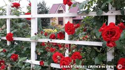 Купить саженцы плетистых роз в питомнике Долина роз