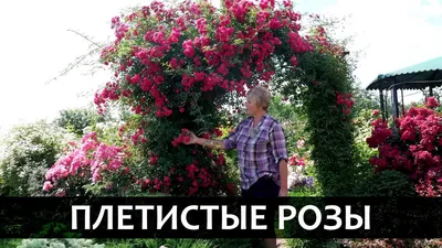 СРОЧНО! Отцветают плетистые розы! Что делать до и после? Об обрезке  плетистых роз после цветения - YouTube