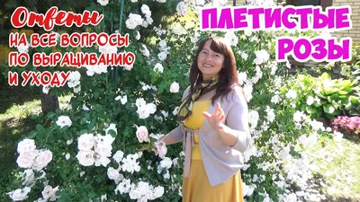 Роза вьющаяся ярко-красная Интернет магазин ross-agro.ru