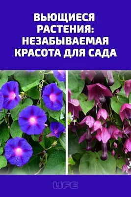 Агрофирма Аэлита Вьющиеся цветы