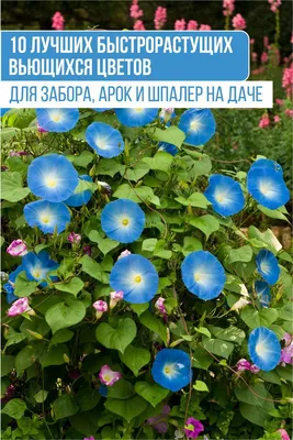 Искусственные Висячие цветы для украшения стен, искусственные растения,  лоза, романтический весенний и осенний сад, Свадебный домашний декор |  AliExpress