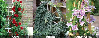 Жимолость вьющаяся декоративная - купить в Краснодаре |