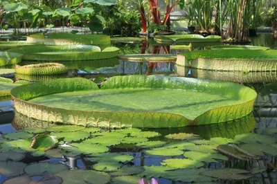 Ботанический сад Нур-Султан 203 Редакционное Фото - изображение  насчитывающей достопримечательностью, рисуночно: 162836326