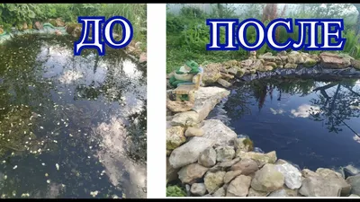 Растения возле искусственного водоема | GreenMarket